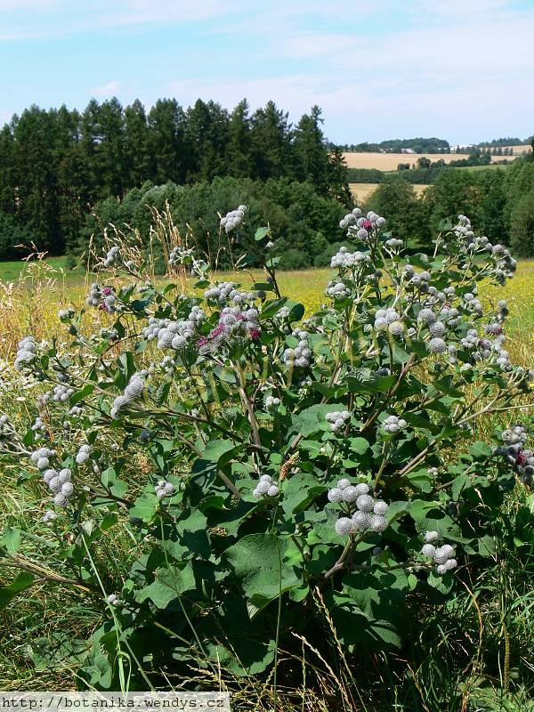 Lopuch kořen řezaný